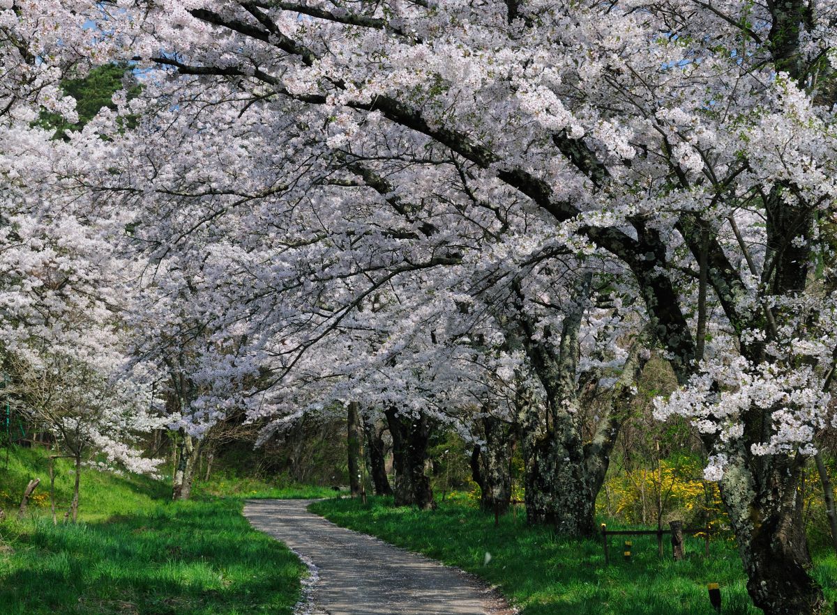 鵜山の桜並木