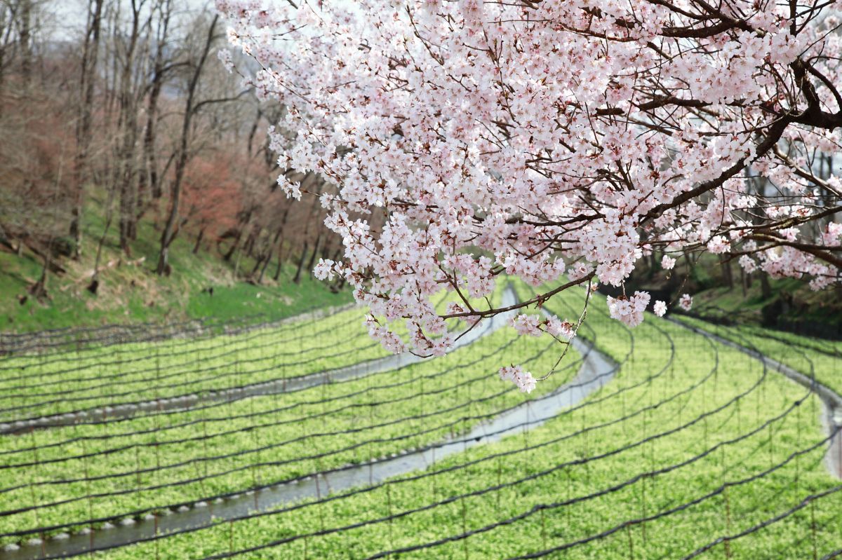 大王わさび農場（長野県）