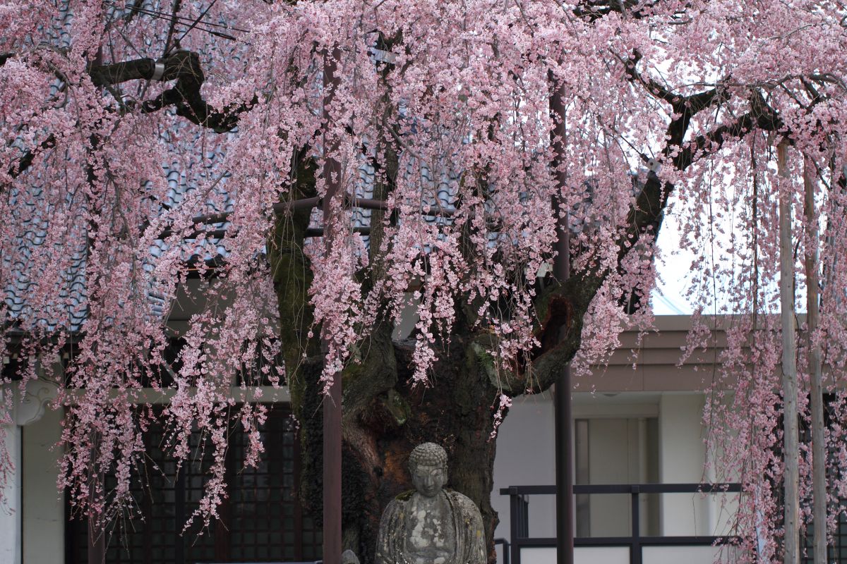 専照寺（長野県）