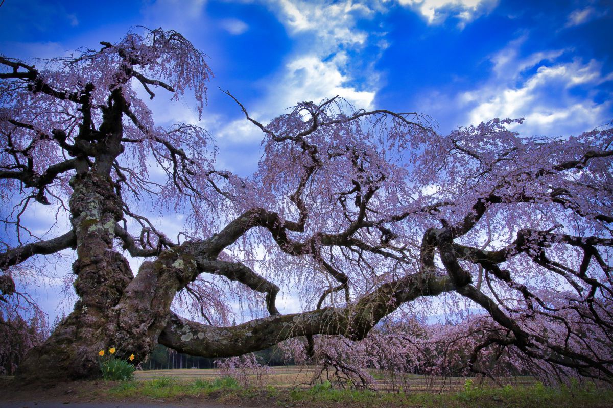 宮の原のしだれ桜（長野県）