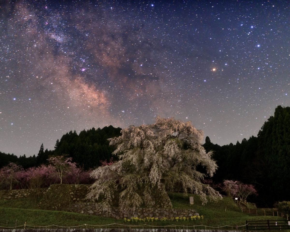 又兵衛桜（奈良県）