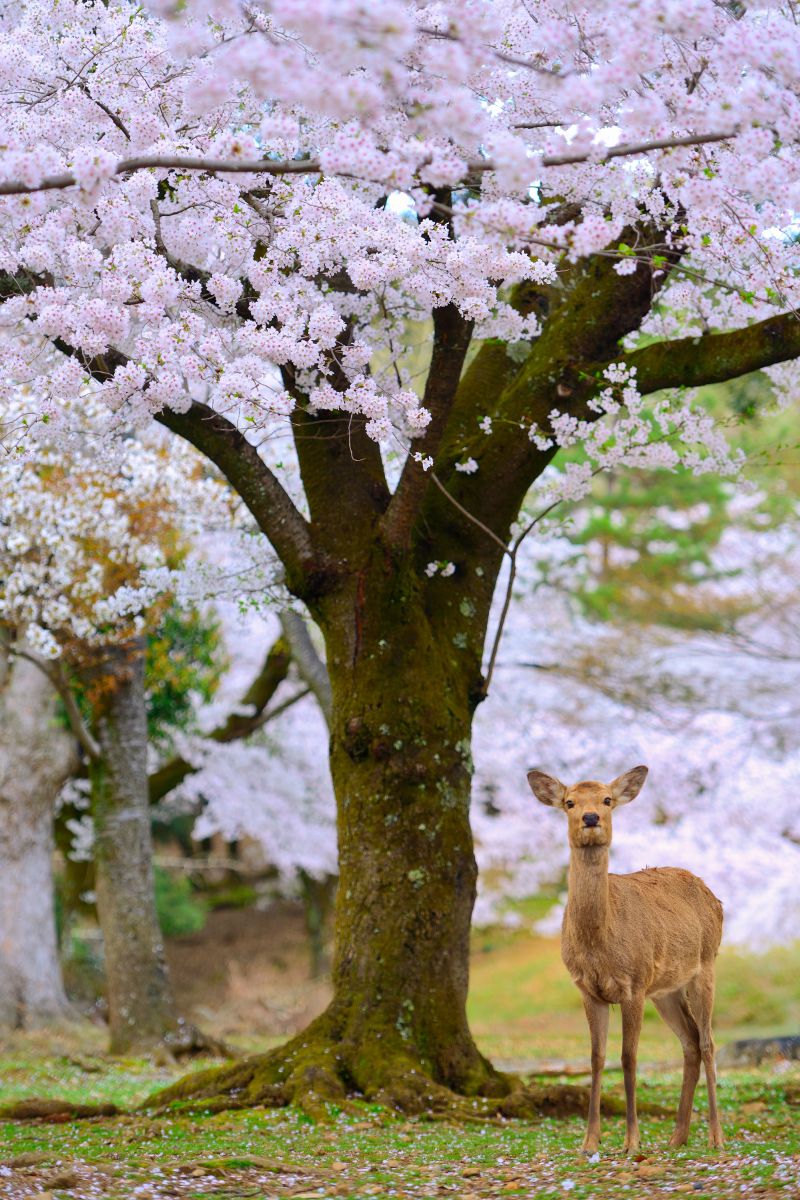 奈良公園（奈良県）