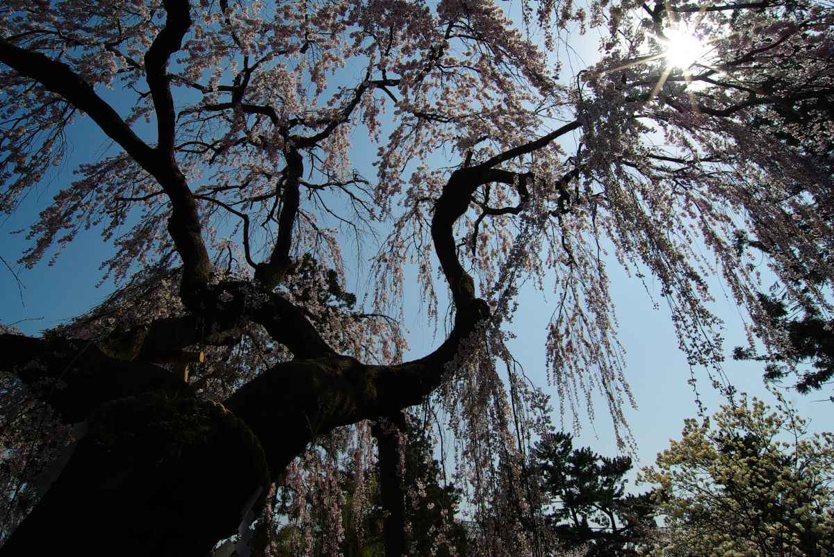 氷室神社