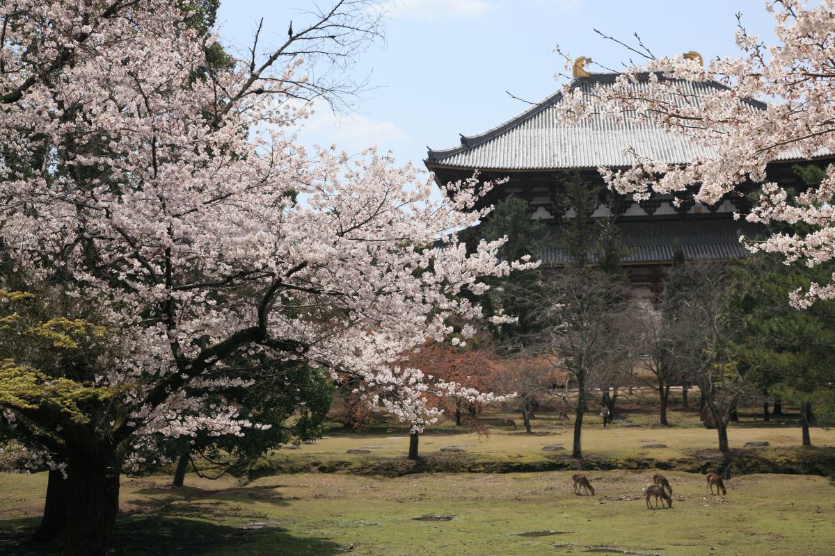 東大寺