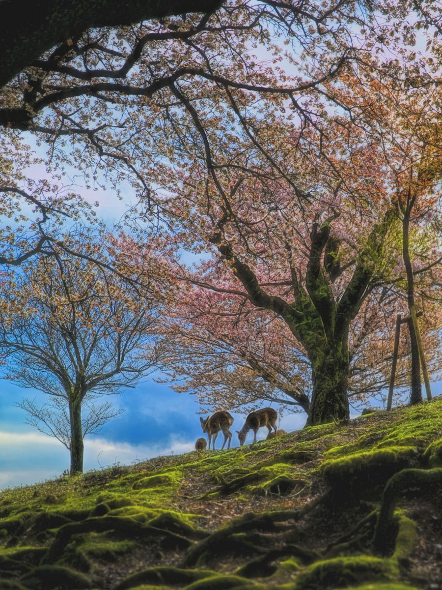 若草山