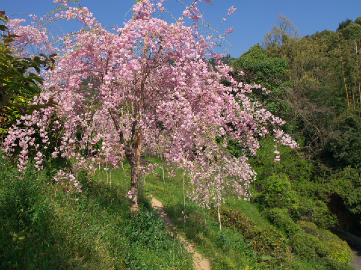 柿山（大美和の杜）（奈良県）