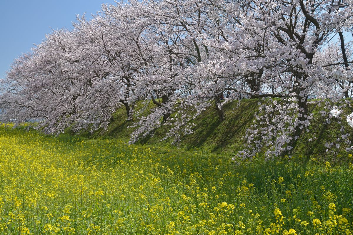 藤原宮跡（奈良県）