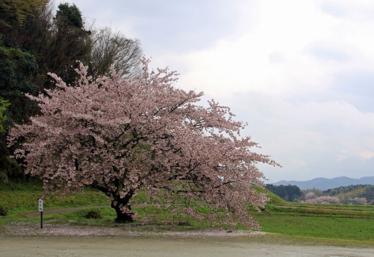 橘寺（奈良県）