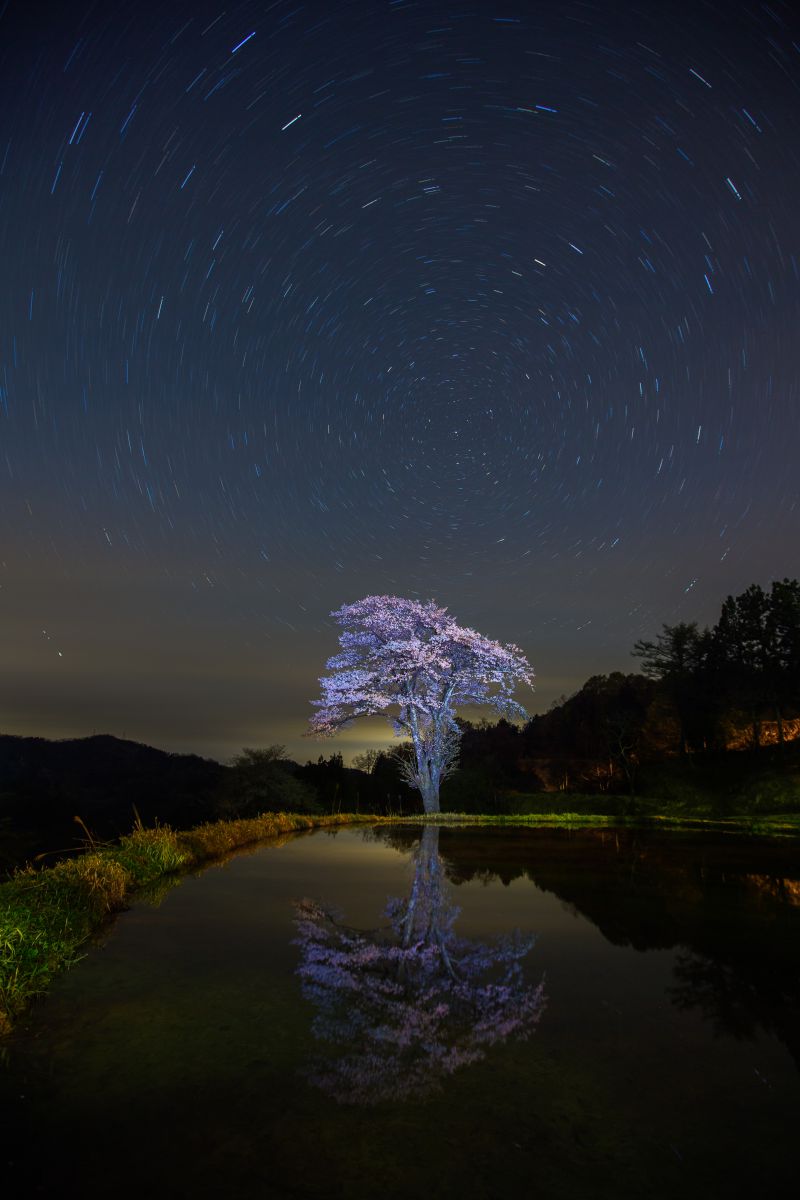 儀明の桜（新潟県）