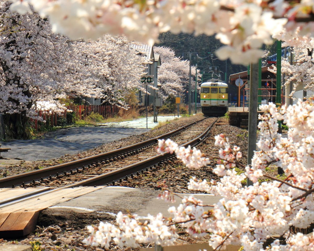 弥彦線（新潟県）