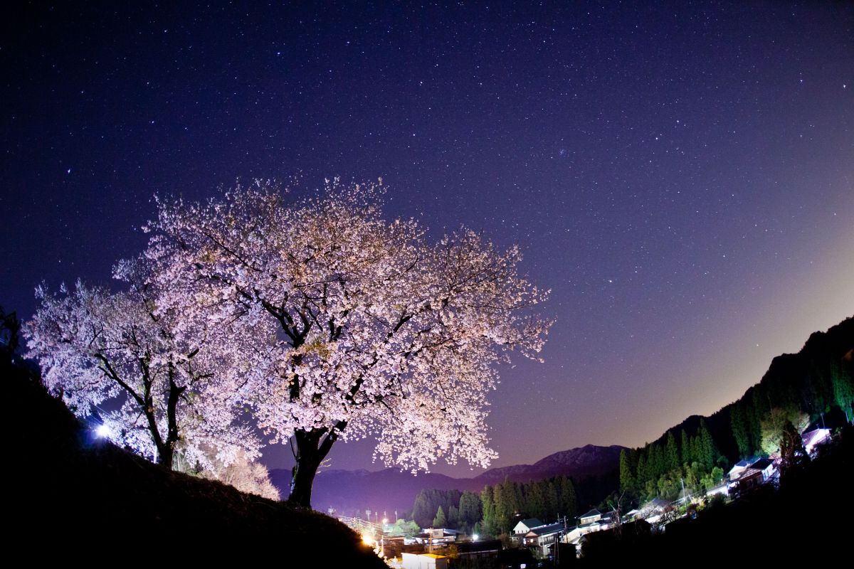 阿賀町　夫婦桜（新潟県）