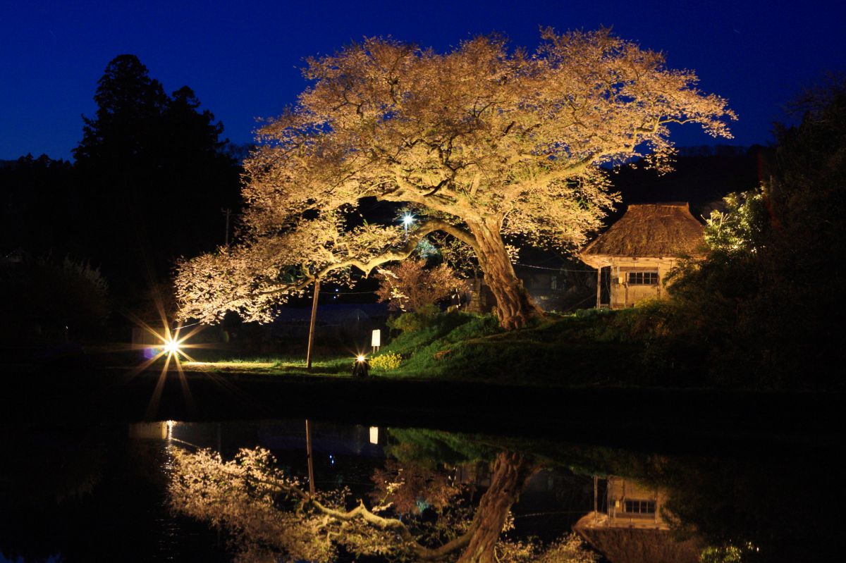 法乗坊の種まき桜（新潟県）