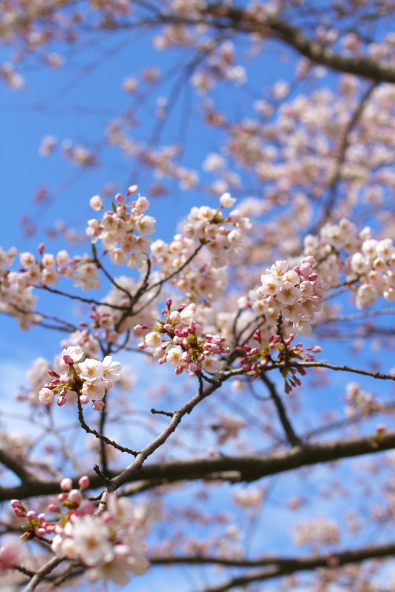 赤坂山公園（新潟県）