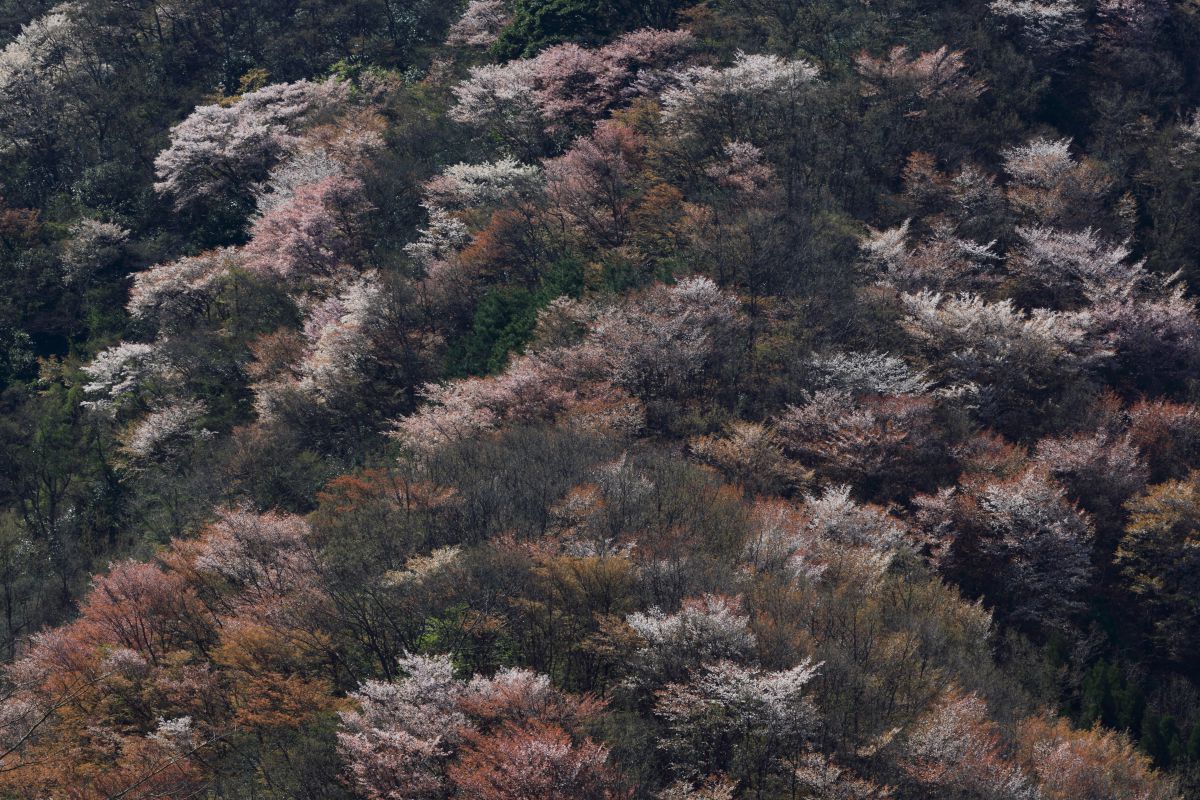 野津原（大分県）