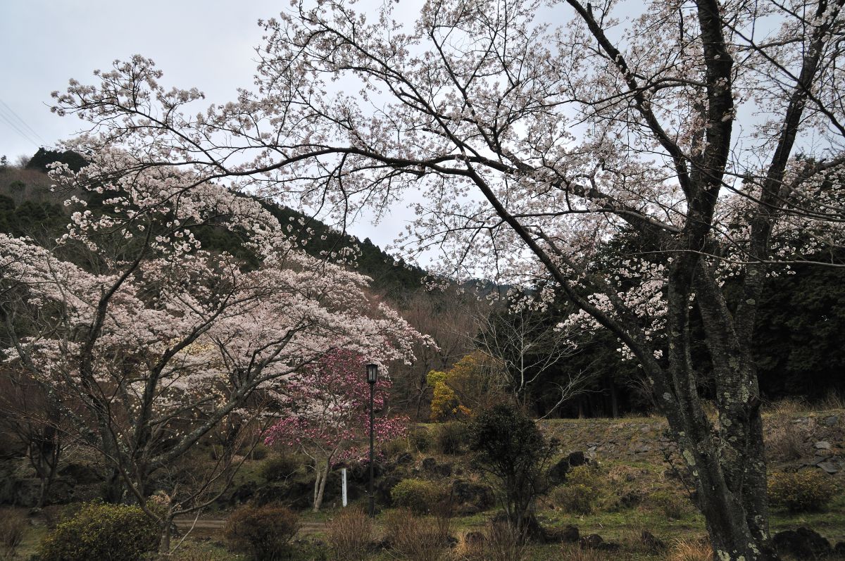 鶴見岳