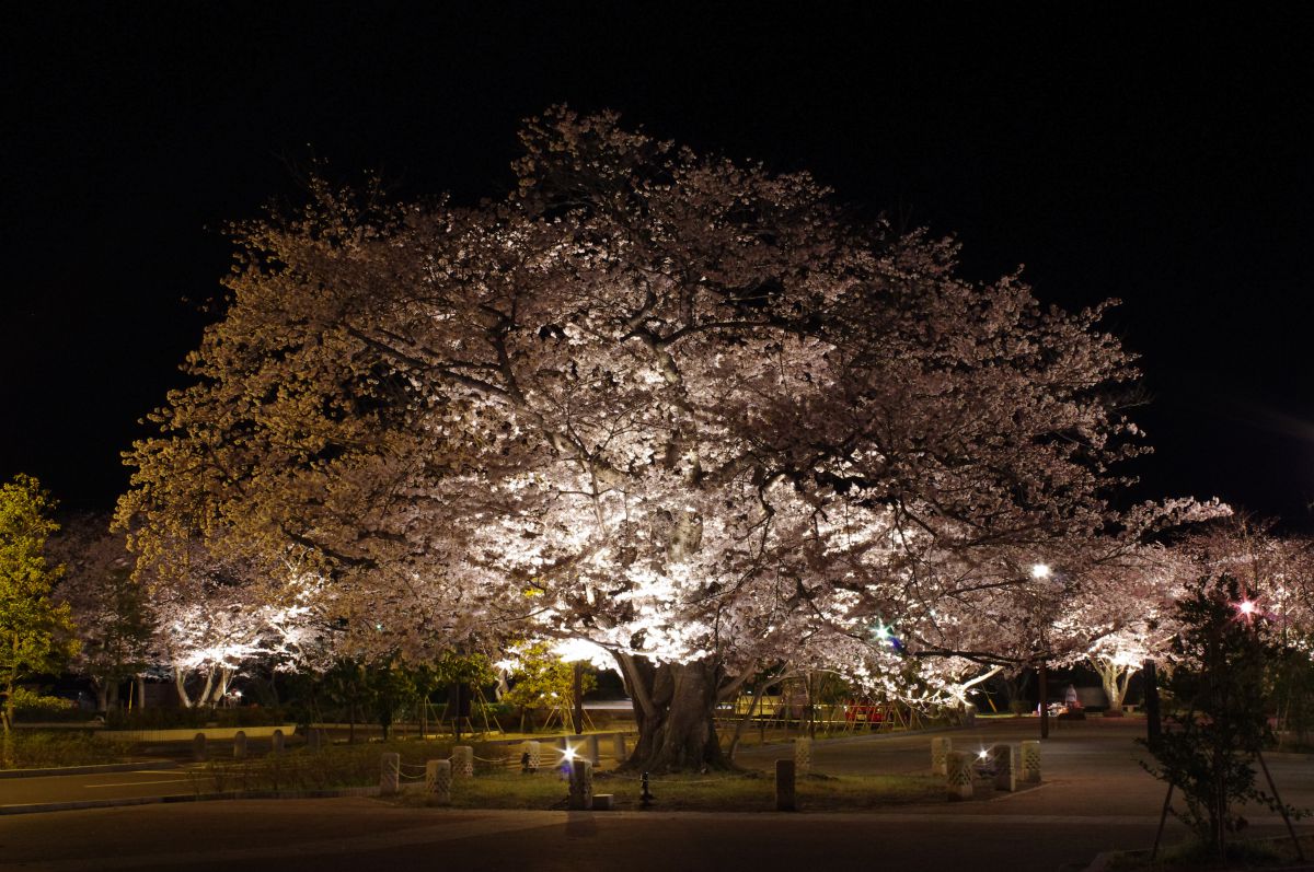 大貞公園（大分県）