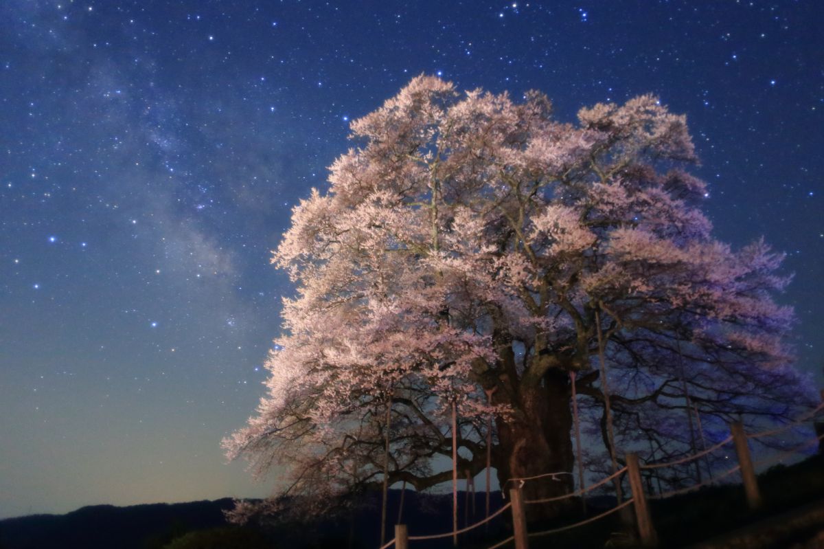 醍醐桜（岡山県）