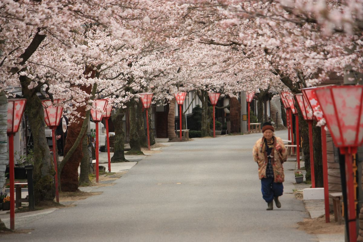 がいせん桜