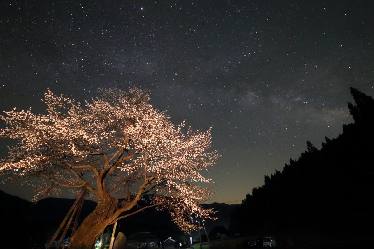 尾所の桜