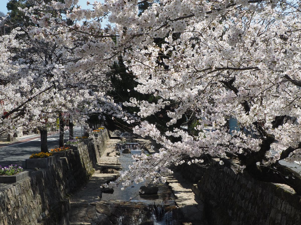 紺屋川美観地区（岡山県）