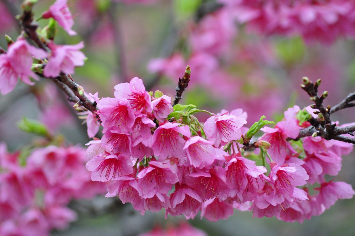 八重瀬公園（沖縄県）