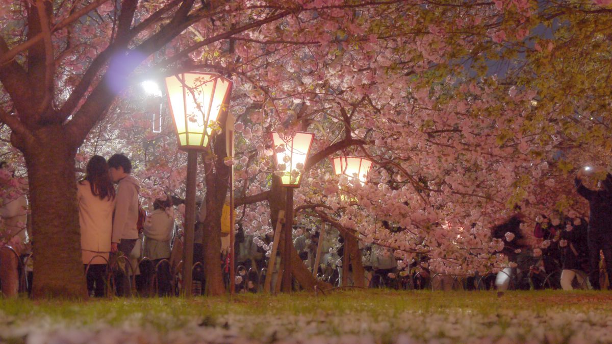 造幣局　桜の通り抜け（大阪府）