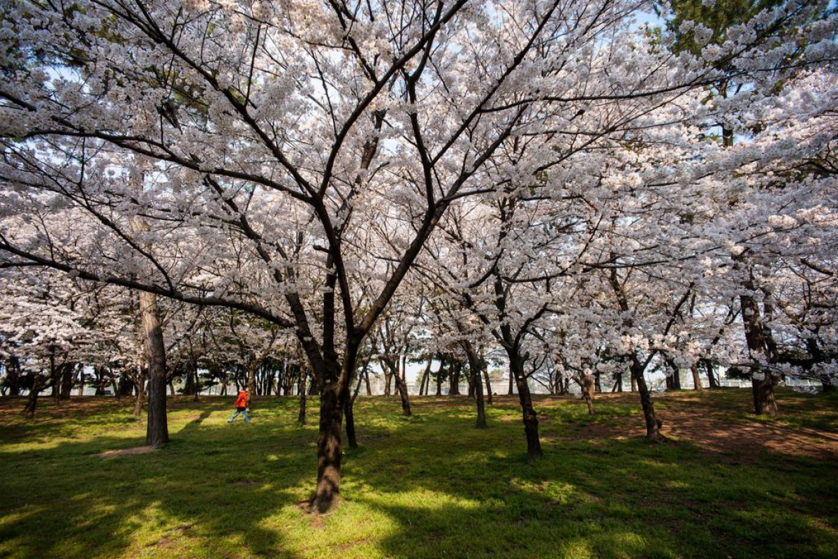 浜寺公園（大阪府）