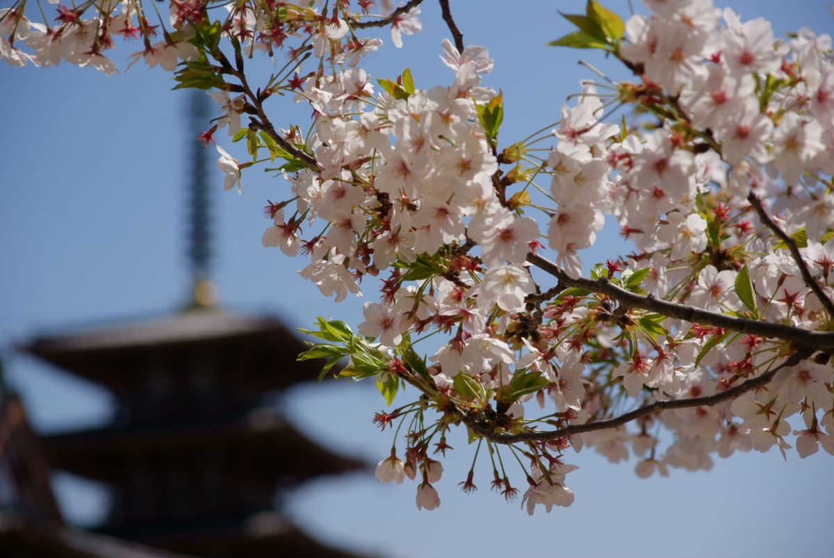 四天王寺