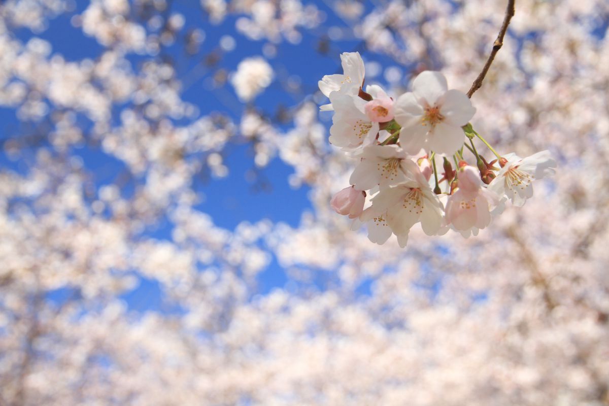 毛馬桜之宮公園