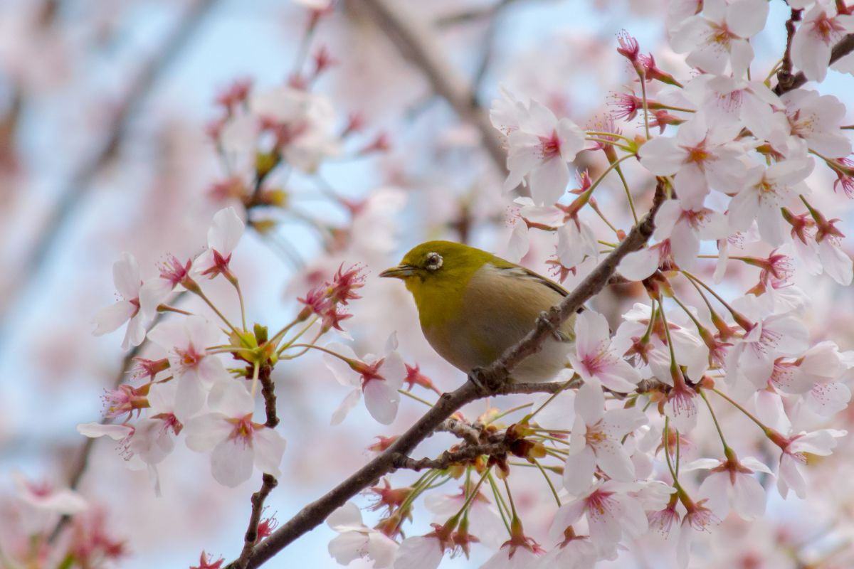 蜻蛉池公園（大阪府）