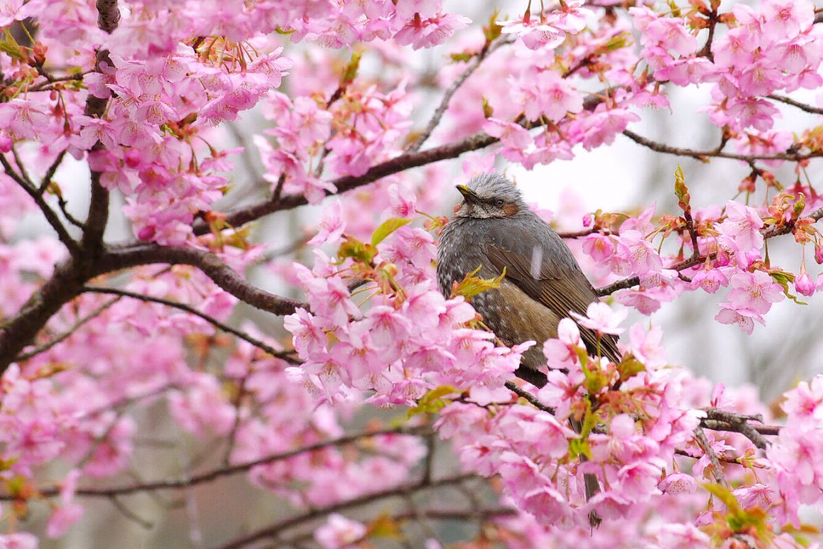 観心寺