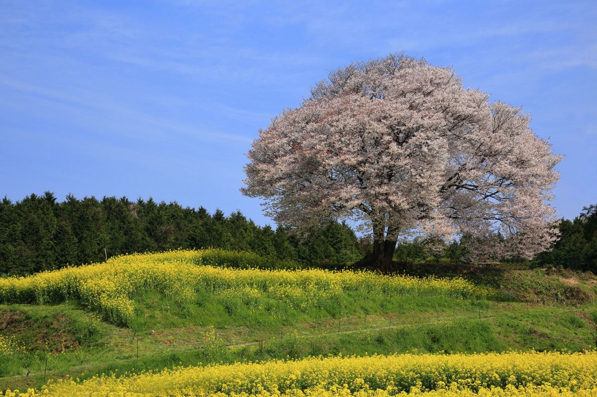 馬場の山桜