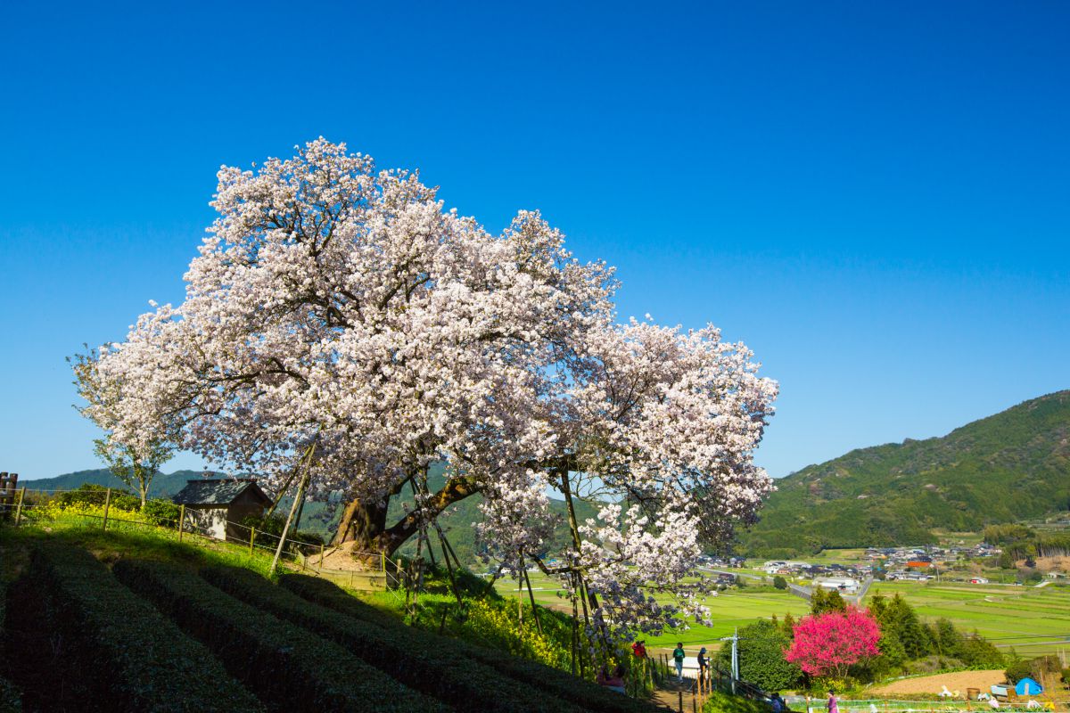 納戸料の百年桜