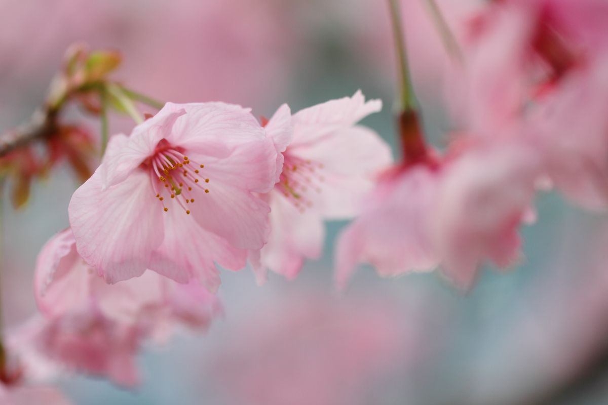 吉野ヶ里歴史公園