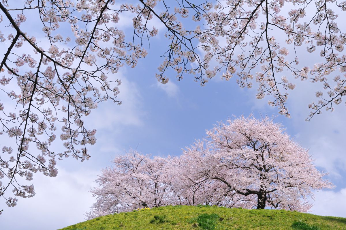 さきたま古墳公園