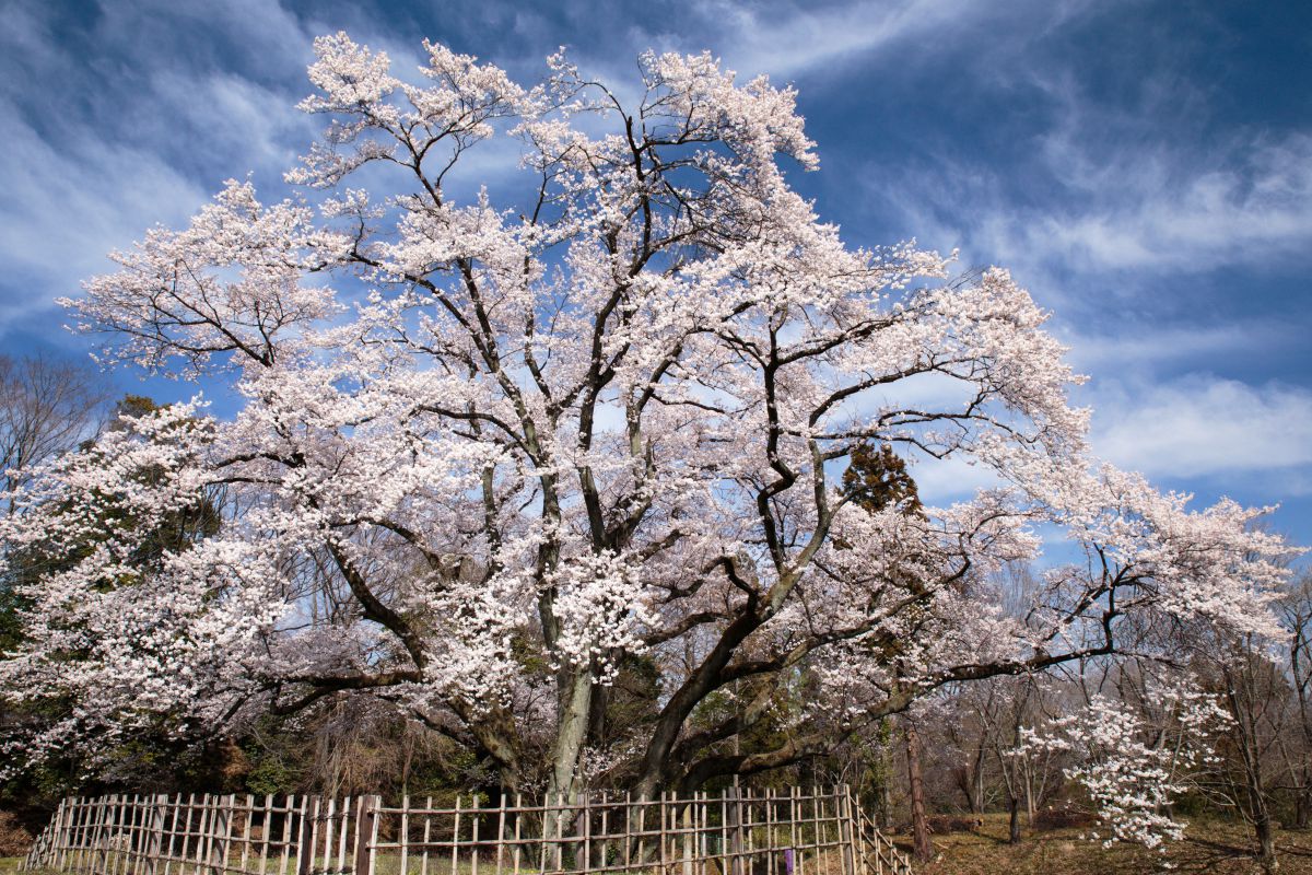 鉢形城（埼玉県）