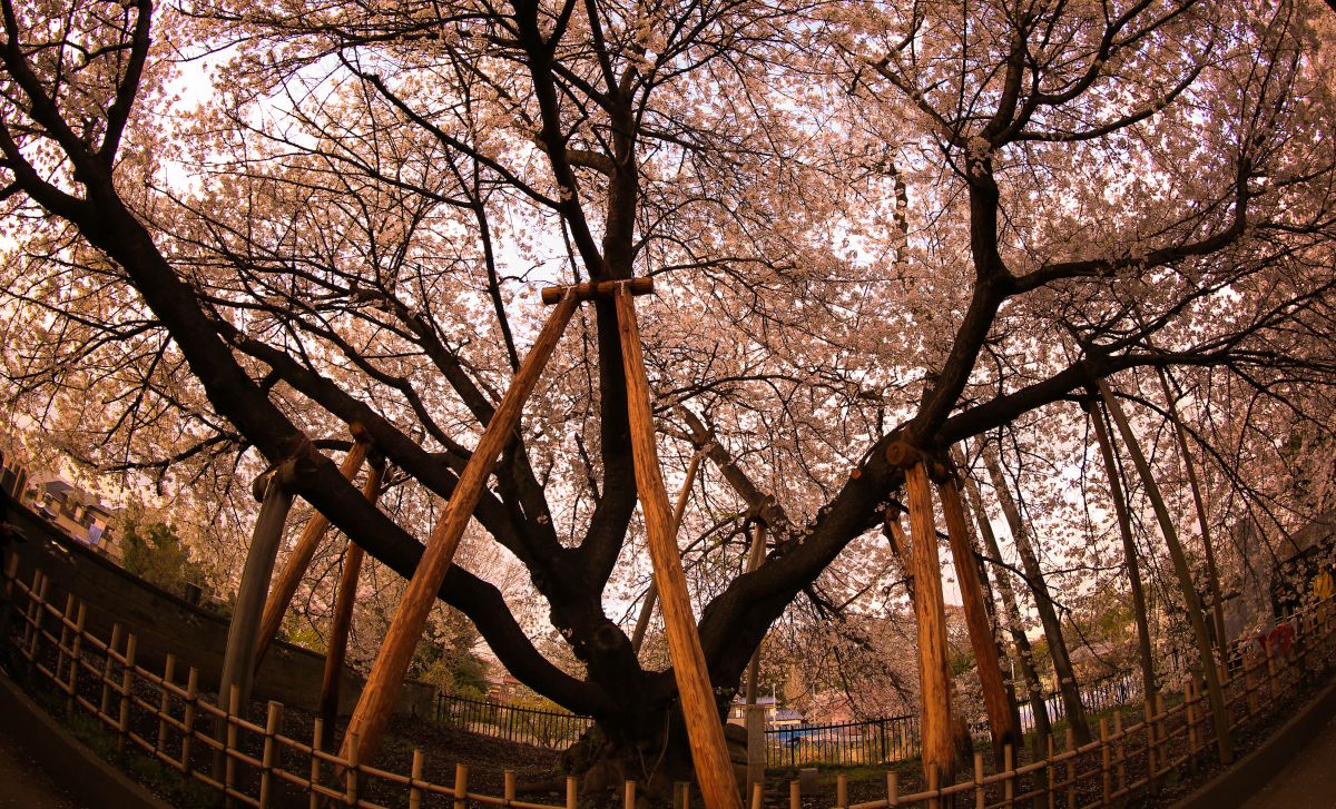 石戸蒲桜（埼玉県）