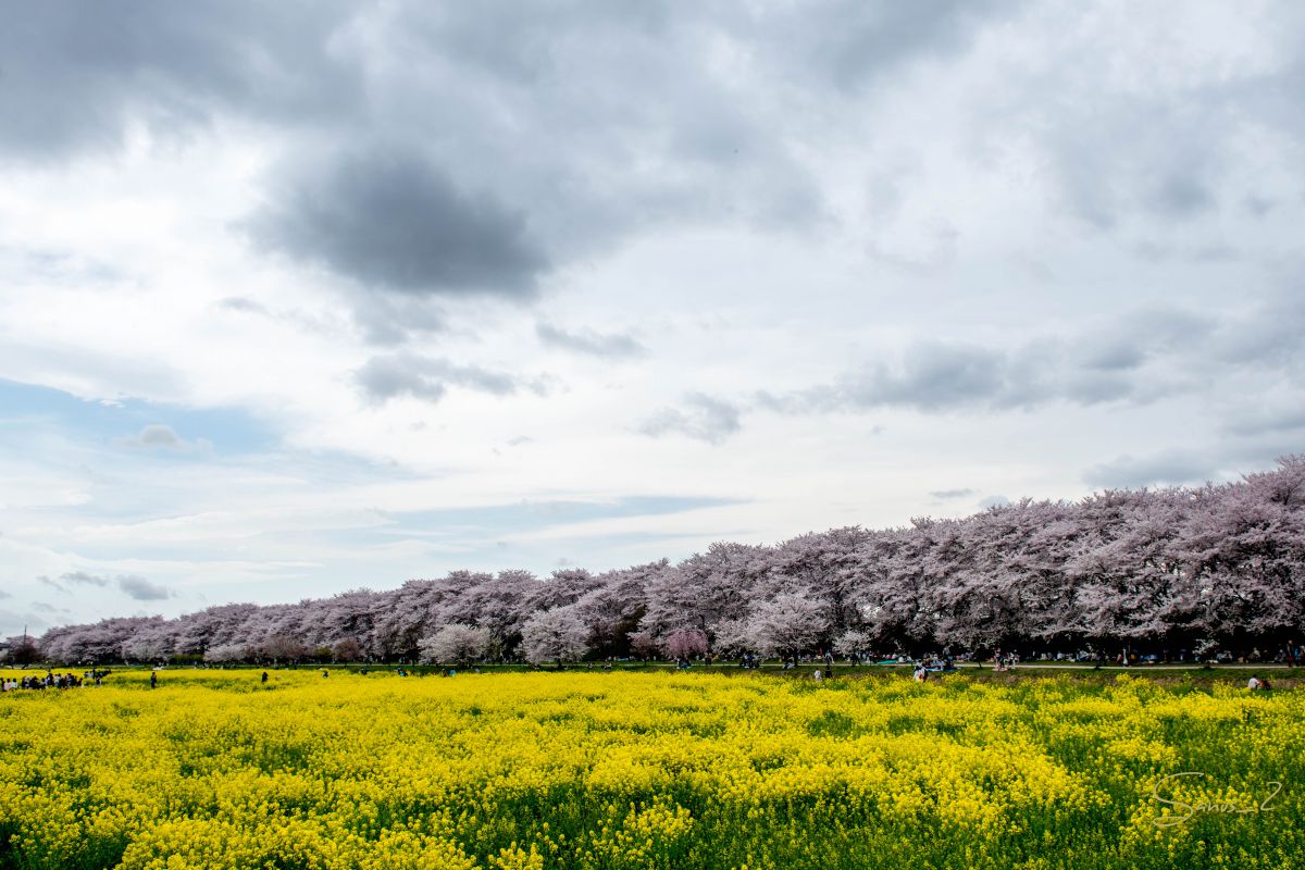 権現堂公園（埼玉県）