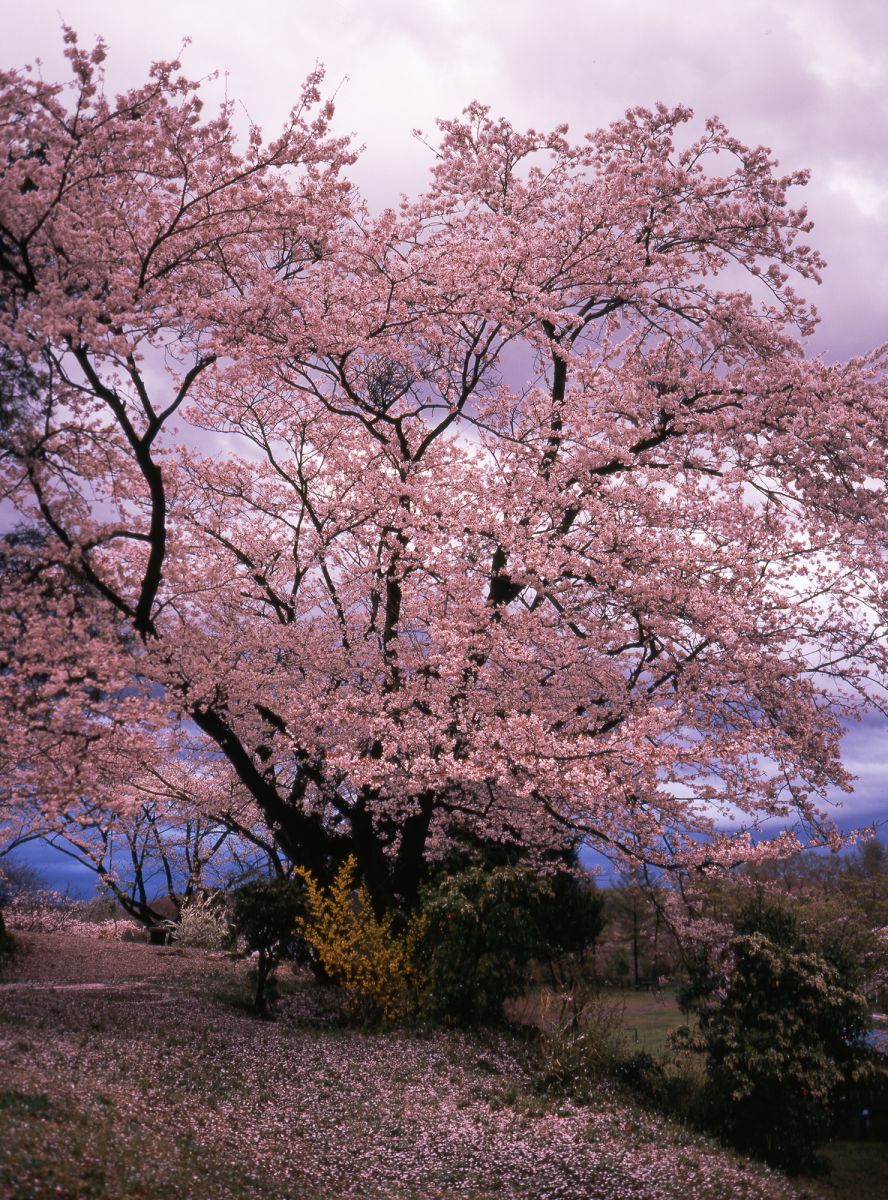 狭山湖（埼玉県）