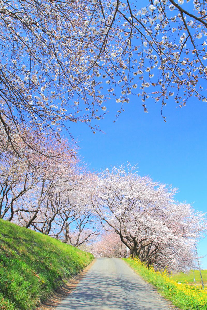 吉見町（埼玉県）