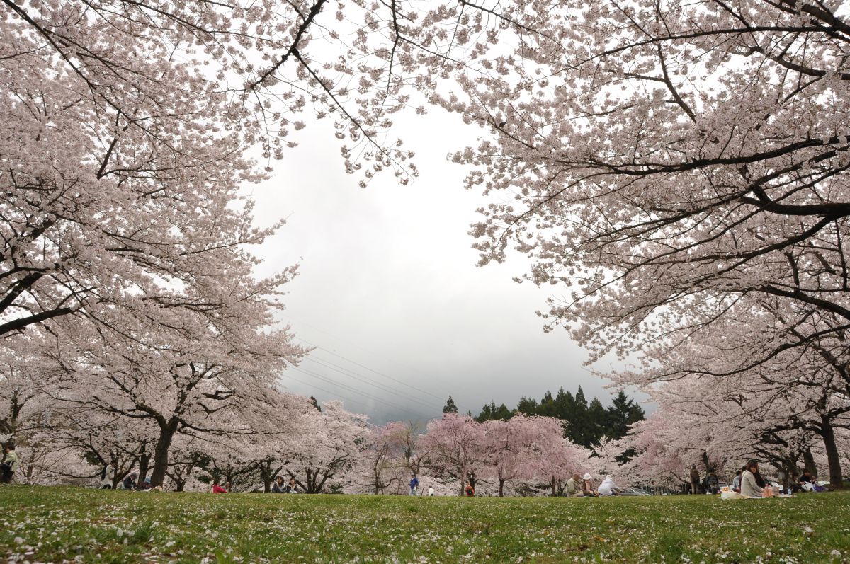 羊山公園（埼玉県）