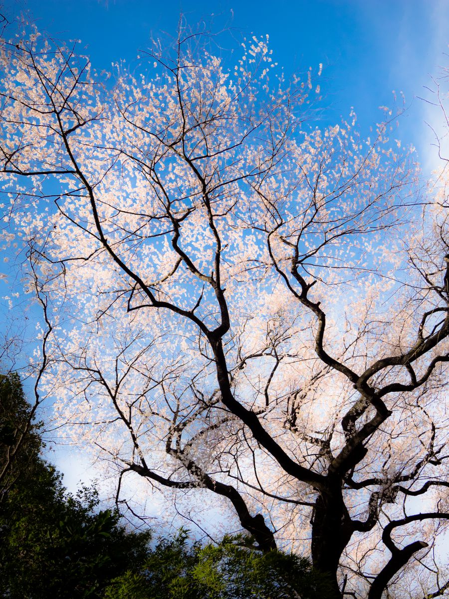 北本自然観察公園