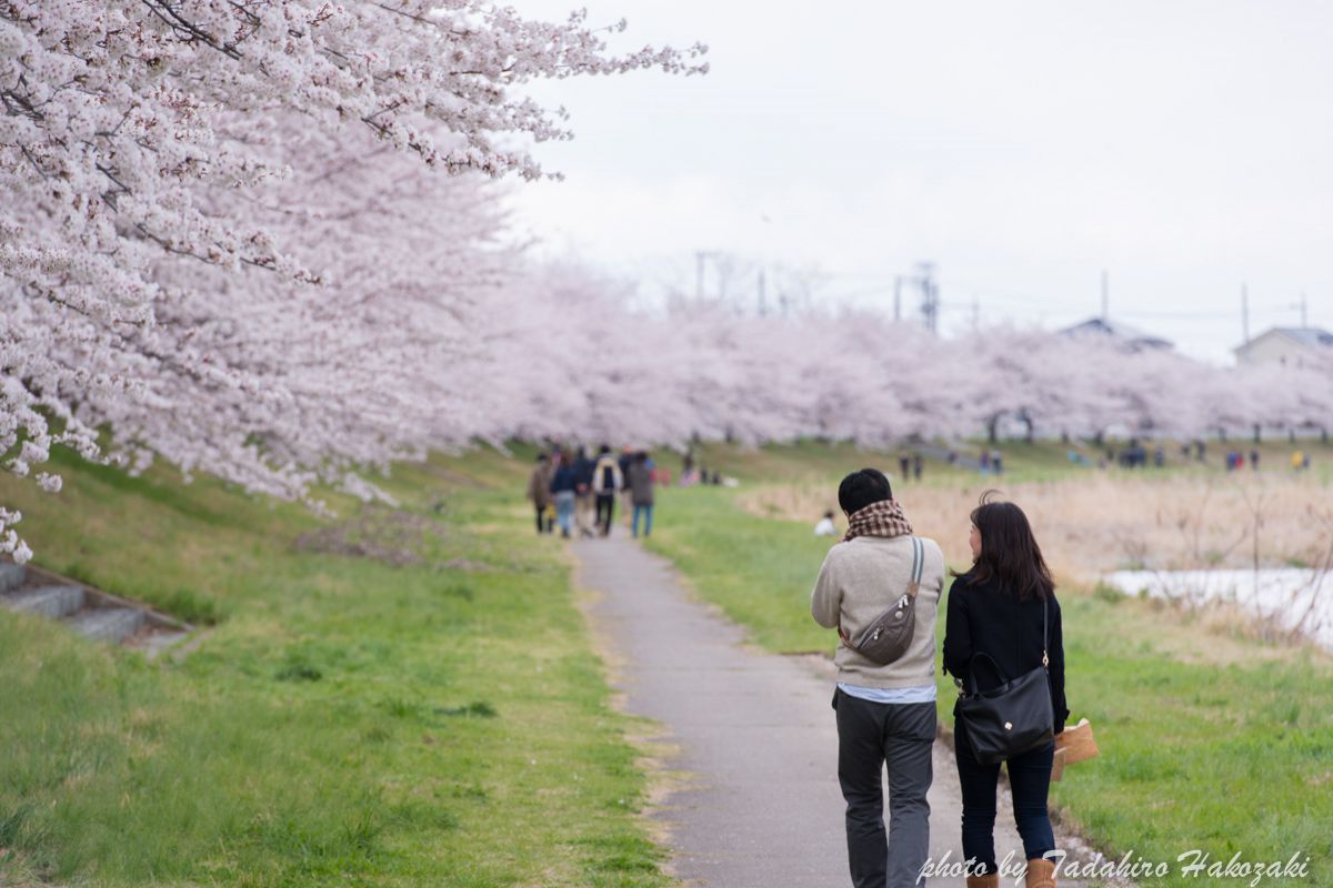 こだま千本桜