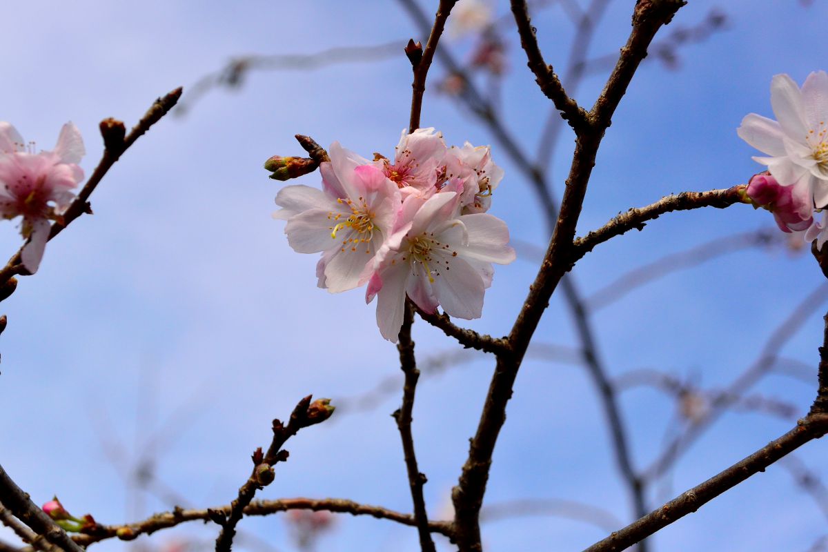 百済寺（滋賀県）