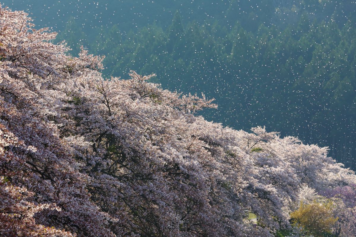 うぐい川（滋賀県）