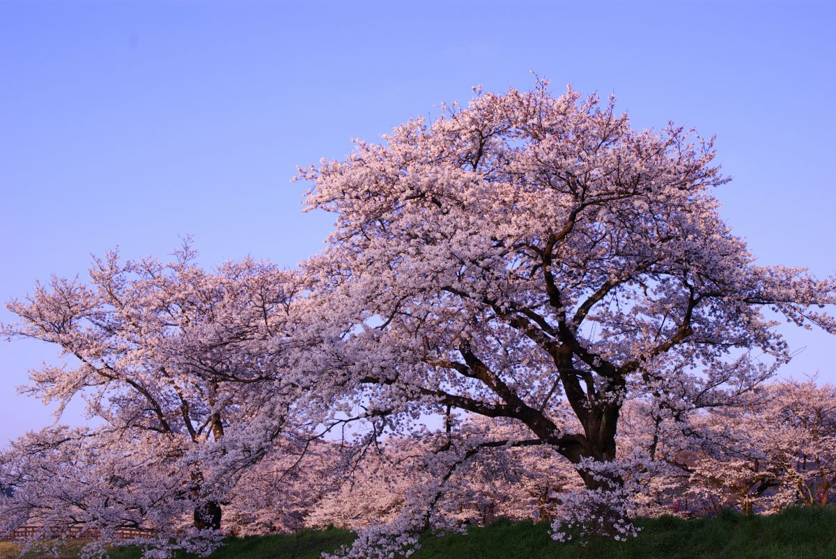 斐伊川堤防桜並木