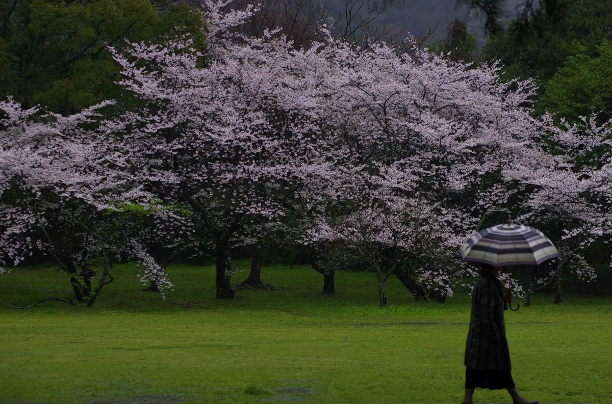 出雲大社（島根県）