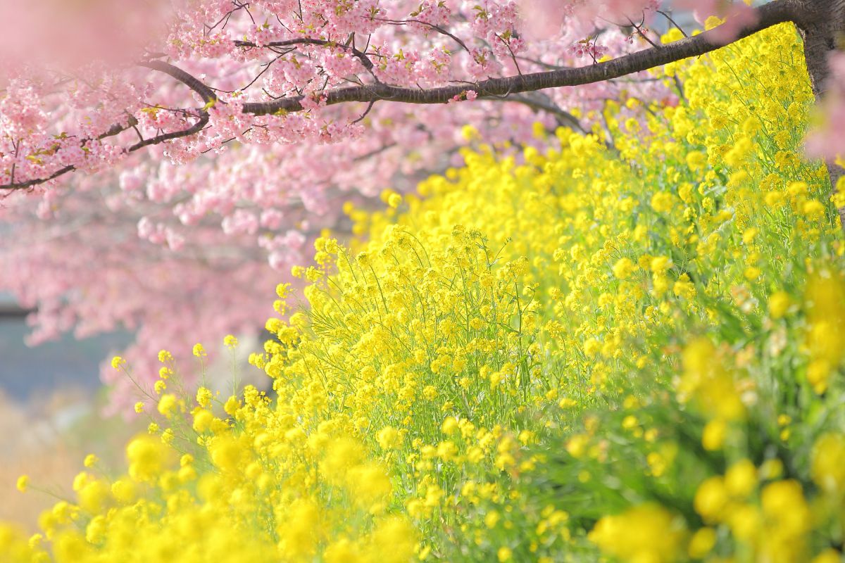 河津桜