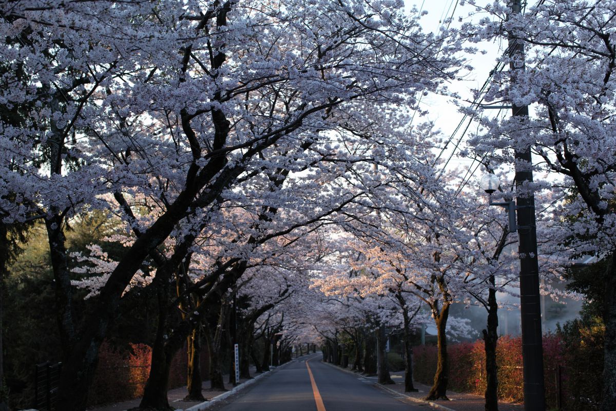 伊豆高原（静岡県）