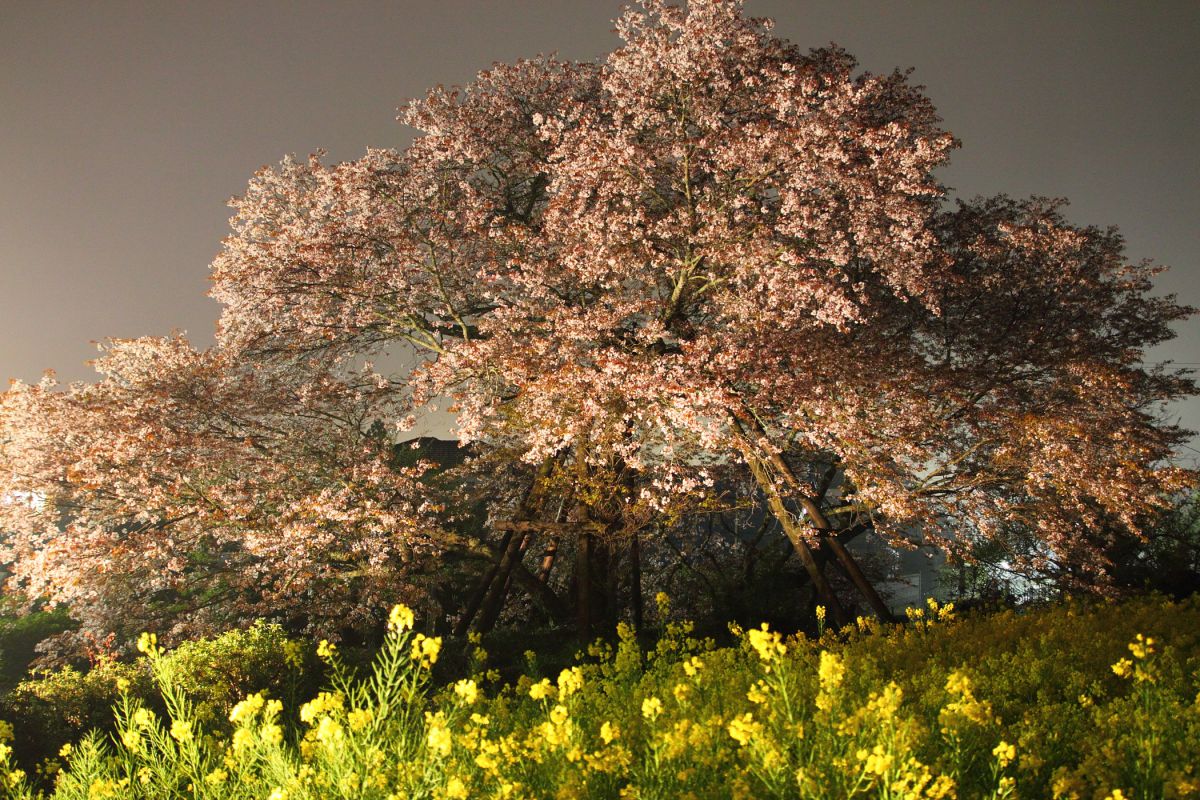 狩宿の下馬桜